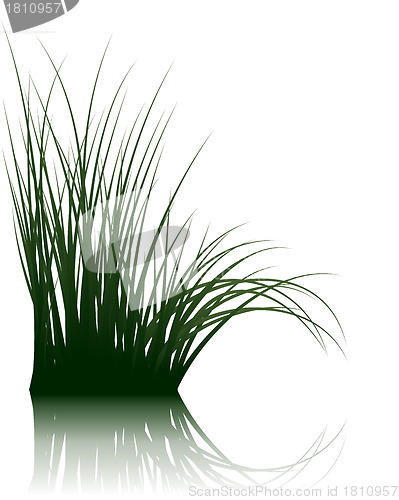 Image of grass on water