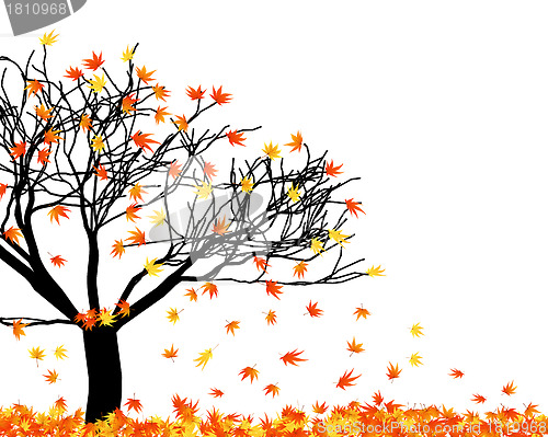 Image of autumn  leaves