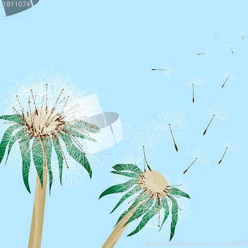 Image of dandelions