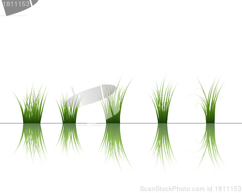 Image of grass on water