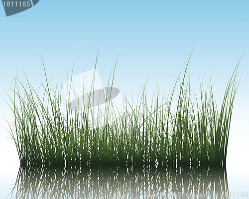 Image of grass on water