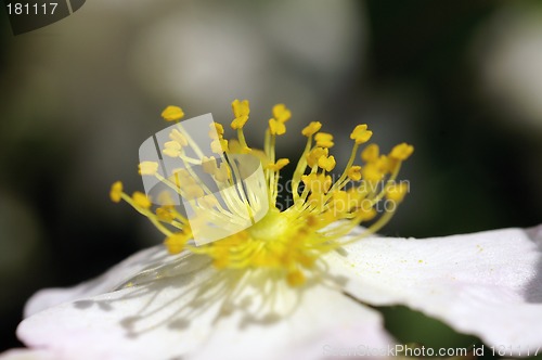 Image of Close-up flower