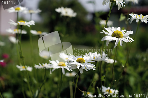 Image of Daisy