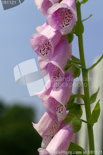 Image of Pink flower