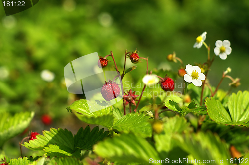 Image of Wild strawberry