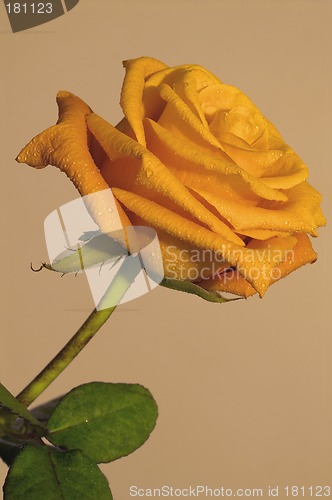 Image of Orange rose