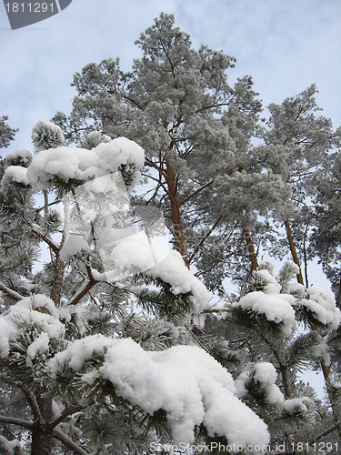 Image of Winter landscape in a forest