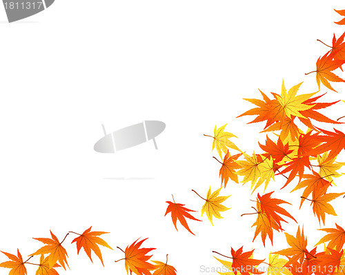 Image of autumn  leaves