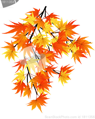 Image of autumn  leaves