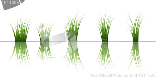 Image of grass on water