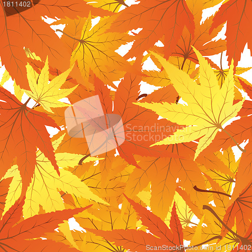 Image of autumn  leaves