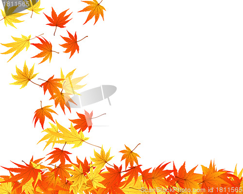 Image of autumn  leaves