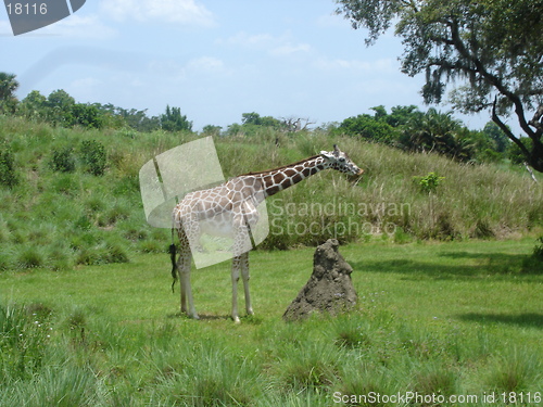Image of Giraffe in the wild