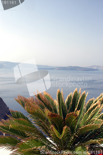 Image of plant over the sea santorini