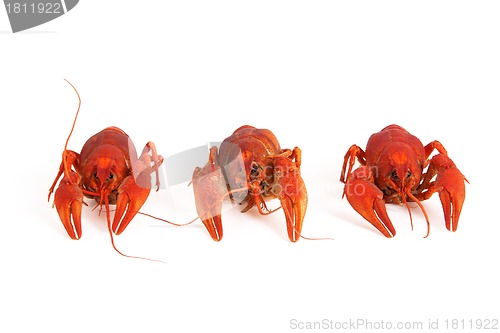 Image of Three boiled crawfish