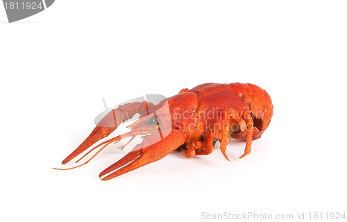 Image of Boiled crawfish on white background