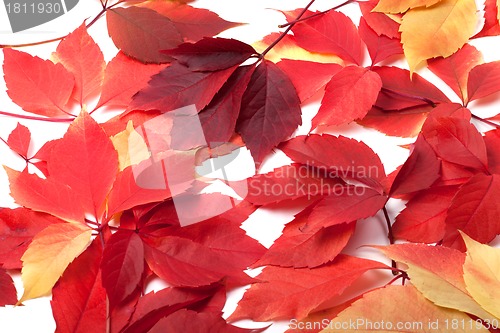 Image of Scattered red autumn leaves. Virginia creeper leaves.