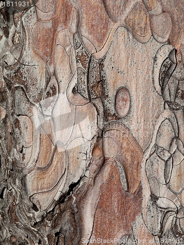 Image of Wooden texture