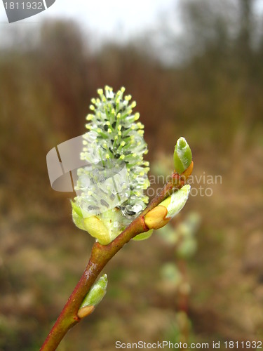 Image of Young sprouts of a willow in the spring