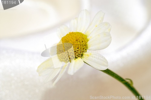 Image of Chamomile