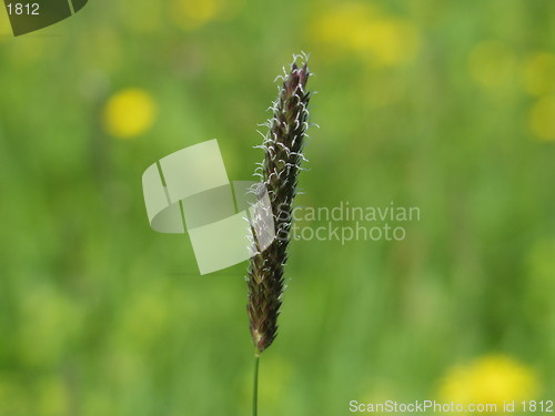Image of Grass