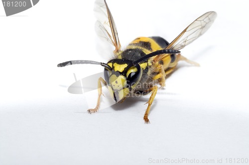 Image of Wasp