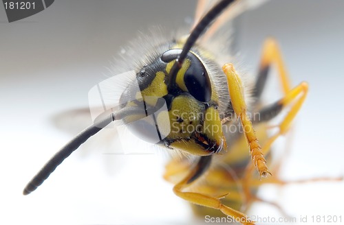 Image of Wasp