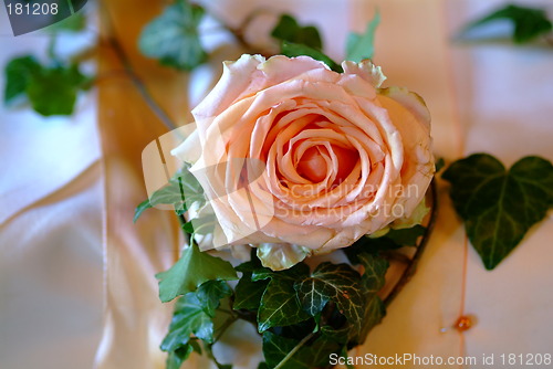 Image of Rose