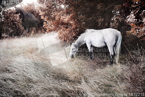 Image of White horse