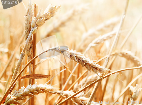 Image of Wheat