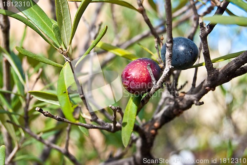 Image of Olive Tree
