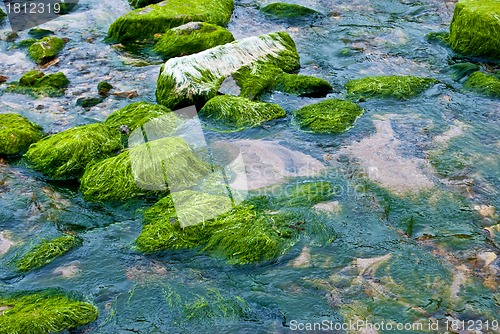 Image of Fresh algae