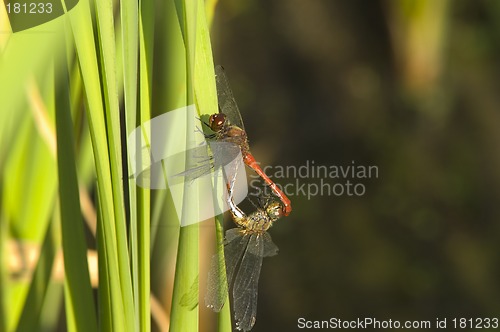 Image of Dragon fly