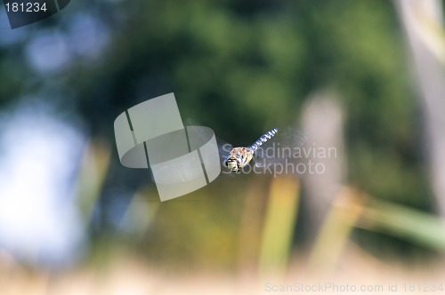 Image of Dragon fly