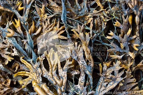 Image of Fresh algae