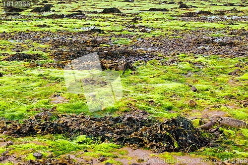 Image of Fresh algae