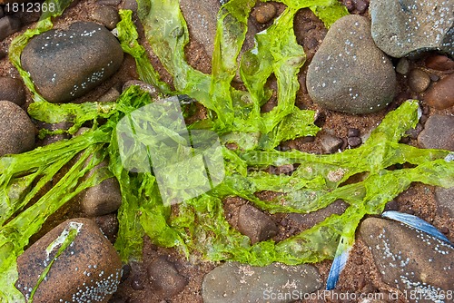 Image of Fresh algae