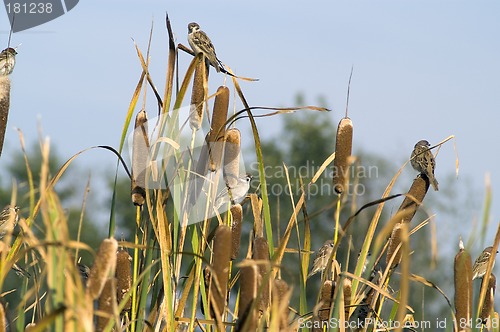 Image of Sparrows