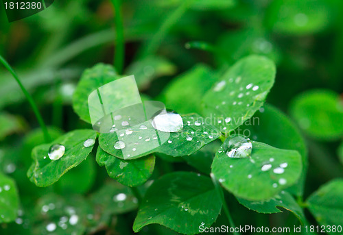 Image of Dew on the Green Leaf