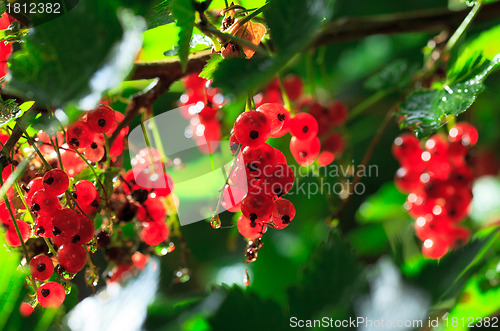 Image of Bunch of a Red Currant on a Branch