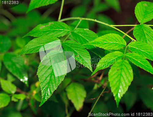 Image of Wet Green Leaf