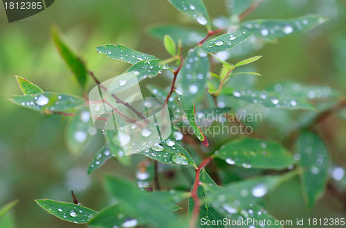 Image of Dew on the Green Leaf