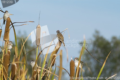Image of Sparrows
