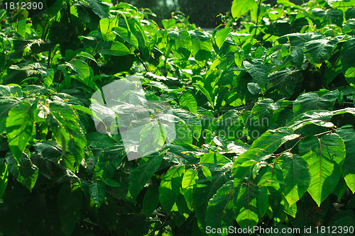 Image of Green Bush in the Rain