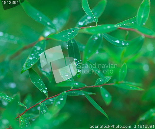 Image of Dew on the Green Leaf