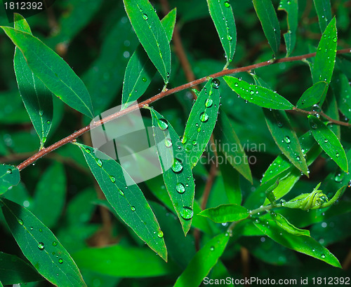 Image of Dew on the Green Leaf