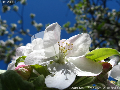 Image of Flower of an apple-tree