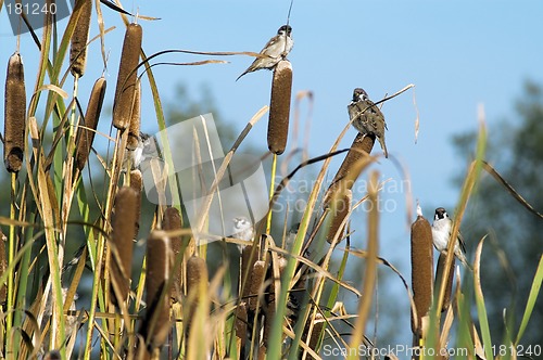 Image of Sparrow