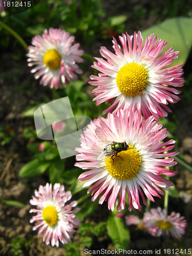 Image of The fly on the beautiful flowers of a daisy