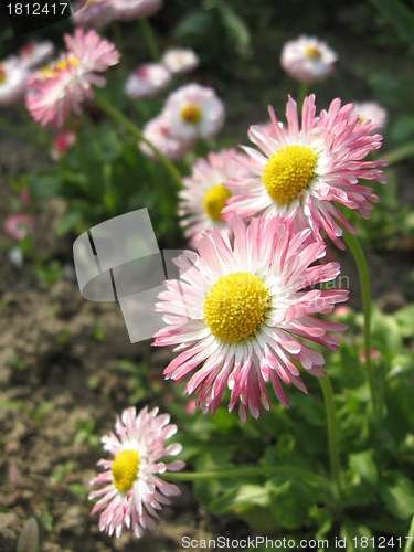 Image of Beautiful pink flowers of a daisy